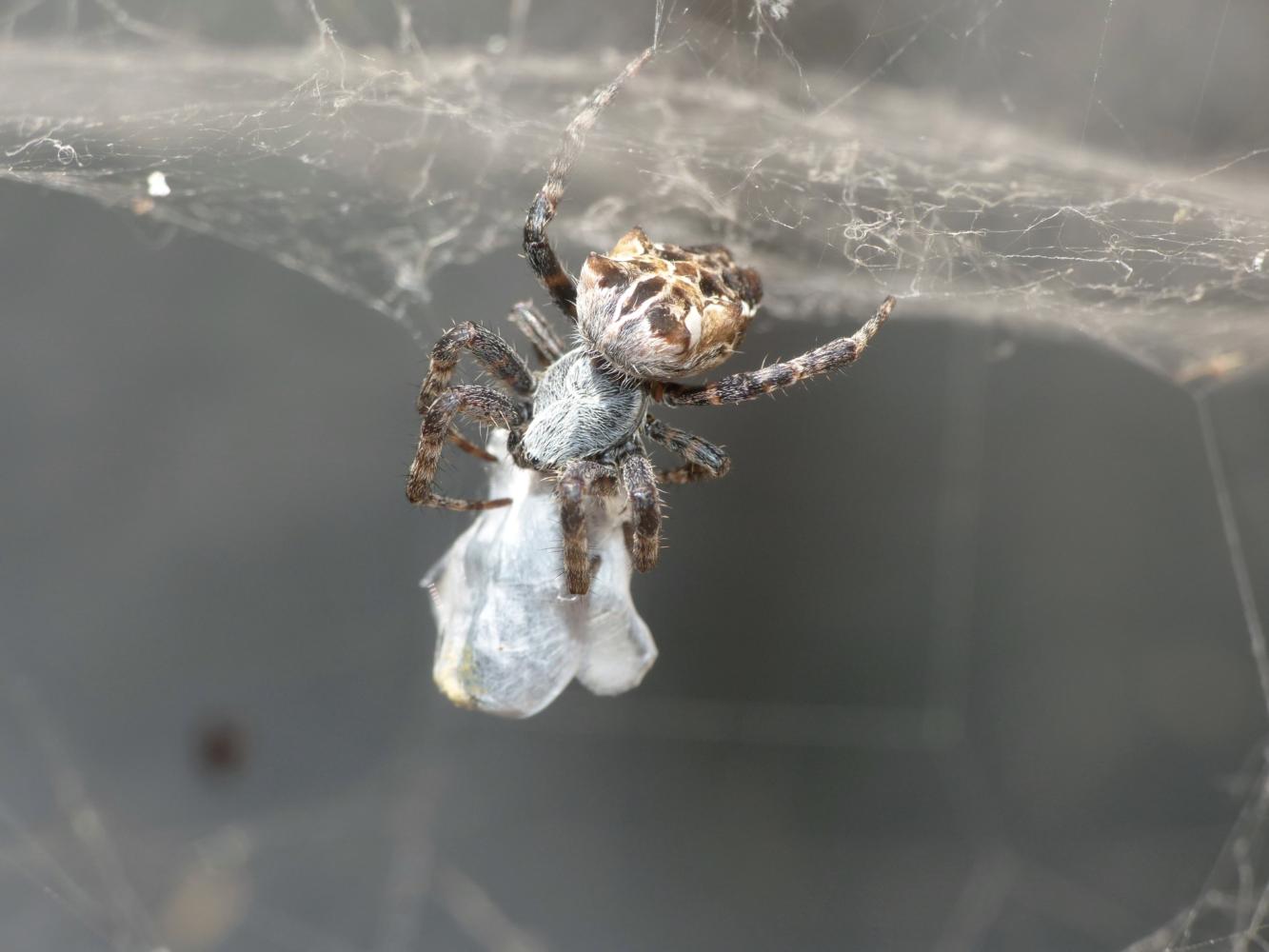 Giovane Cyrtophora citricola - Manfredonia (FG)